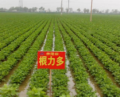 &ldquo;有机+无机+生物&rdquo;三位一体，根力多致力打造健康土壤