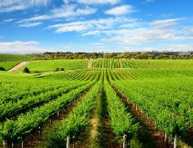 心连心:心转型心服务 助力农业升级