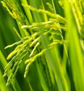 龙蟒大地:根植绿色 用&ldquo;匠心&rdquo;做好肥