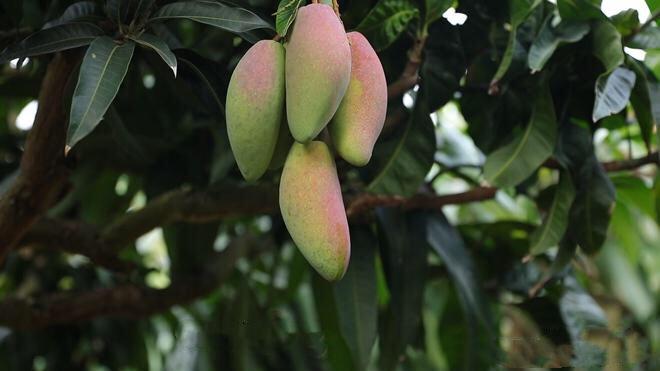 外来小伙闯海南 破解&ldquo;创富&rdquo;新密码