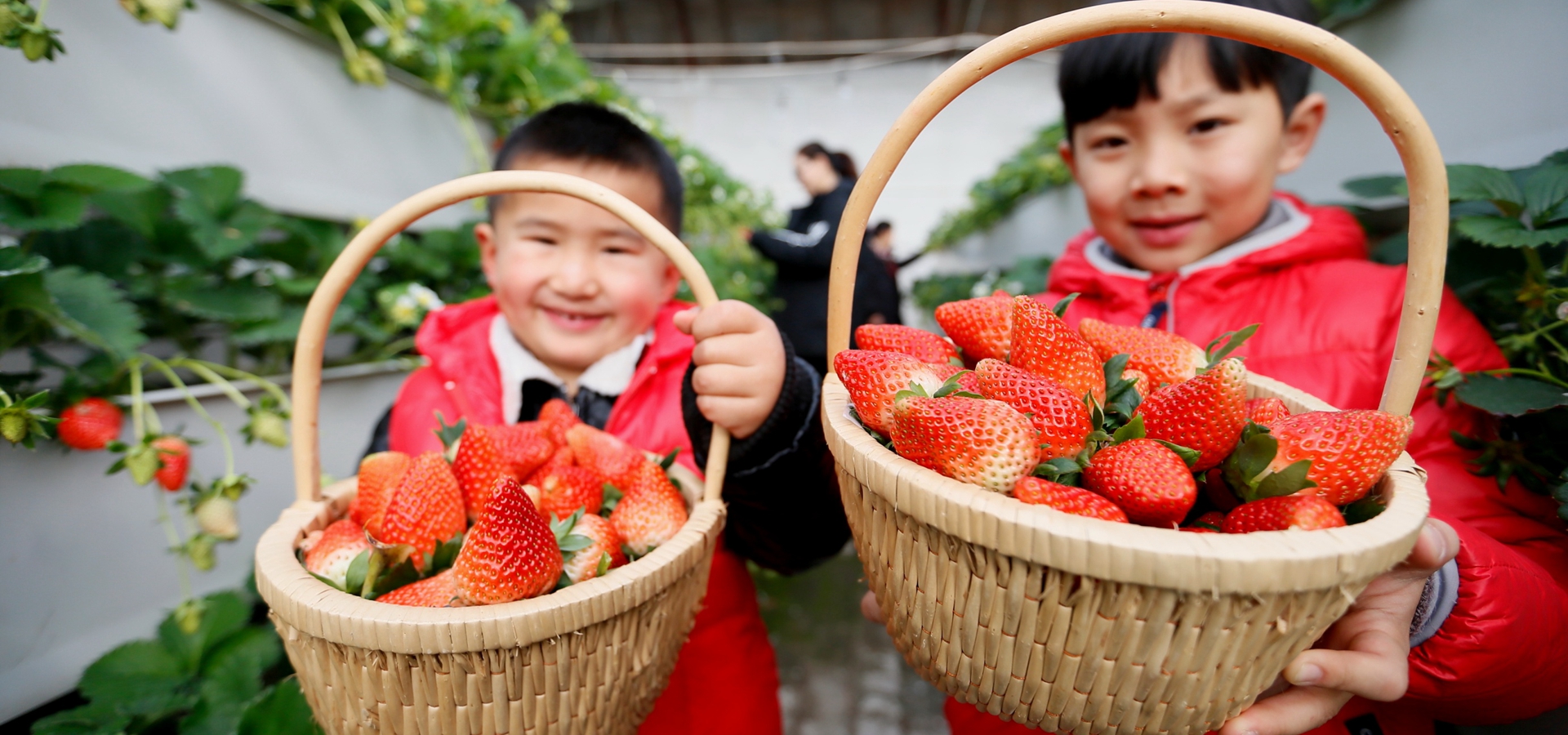 【高清图集】山东即墨：“立体草莓”寒冬上市