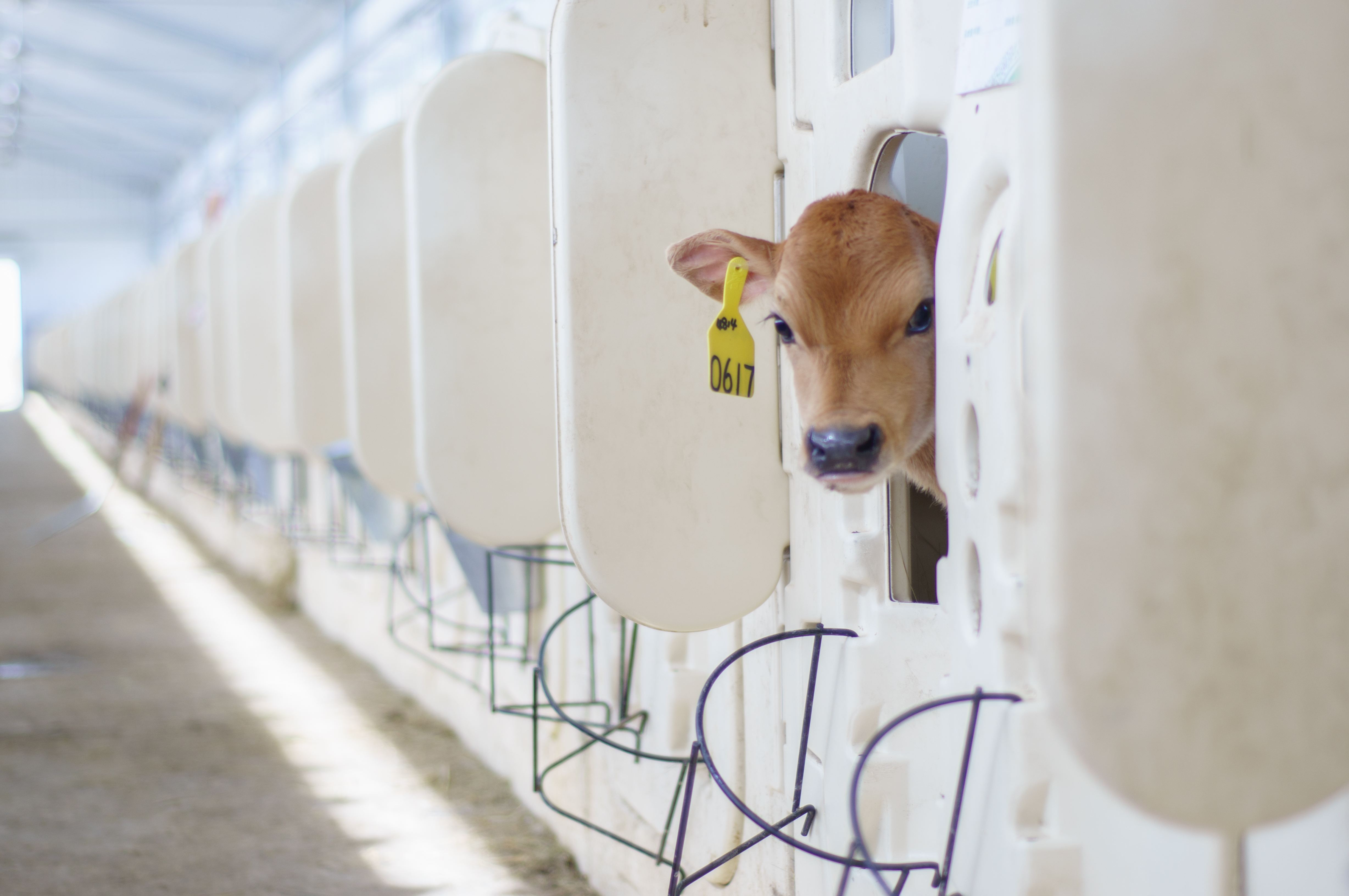 蒙牛D20峰会上承诺帮奶农种好草、养好牛、产好奶