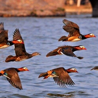 第一家签署《企业与生物多样性承诺书》的中国企业
