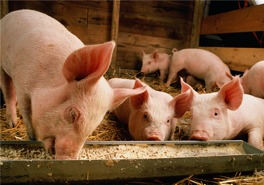 農業農村部：確保生豬屠宰環節“兩項制度”執行到位