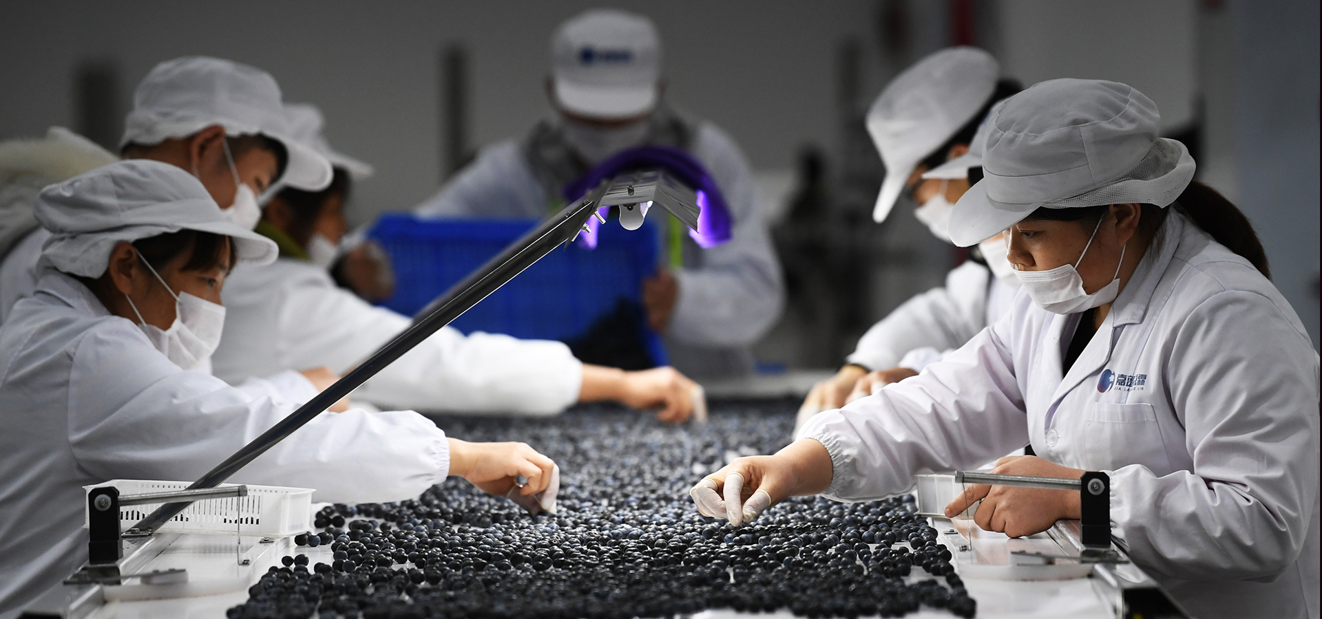 重慶南川：藍莓産業助力鄉村振興
