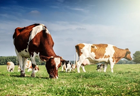 &ldquo;奶牛好医生&rdquo;服务平台启动