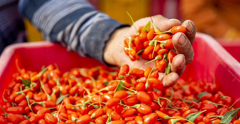 新鲜采摘下来的枸杞