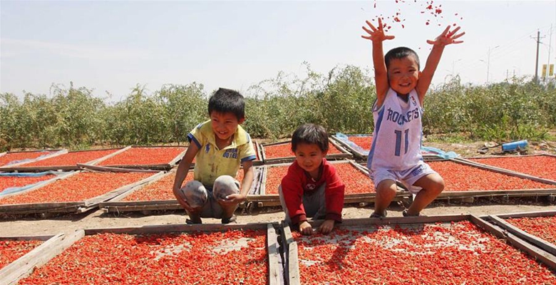 农民在晾晒枸杞