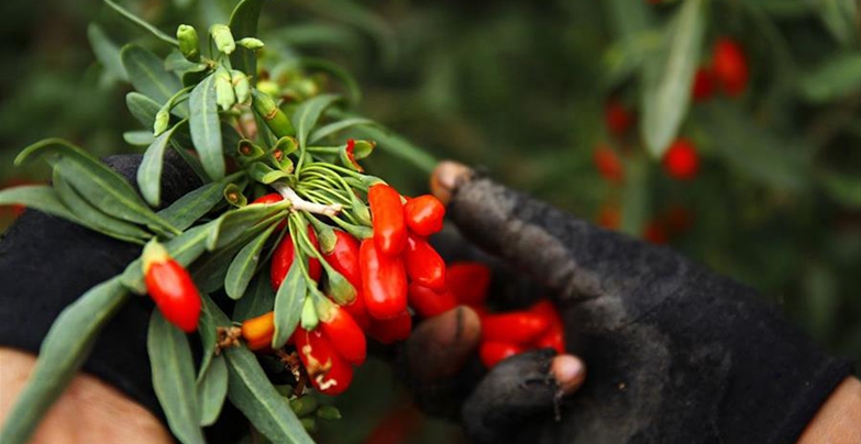 采摘期的枸杞