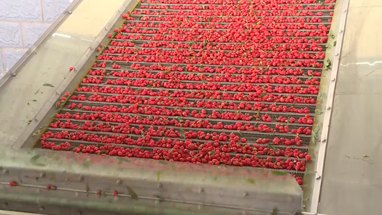 塞上江南美 枸杞正当红