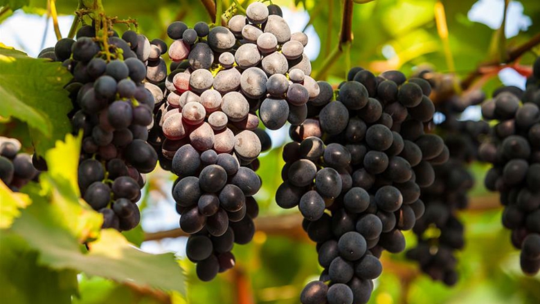 红色佳酿展示西北情怀