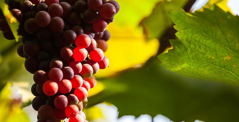 在阳光下晶莹剔透