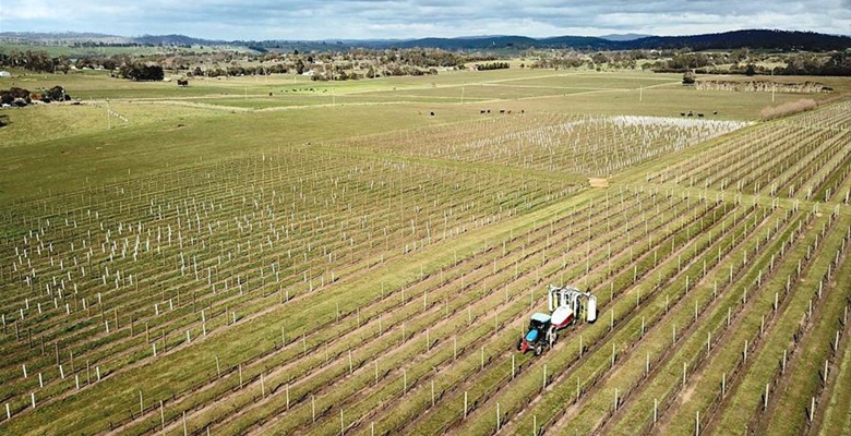 一望无际的葡萄园