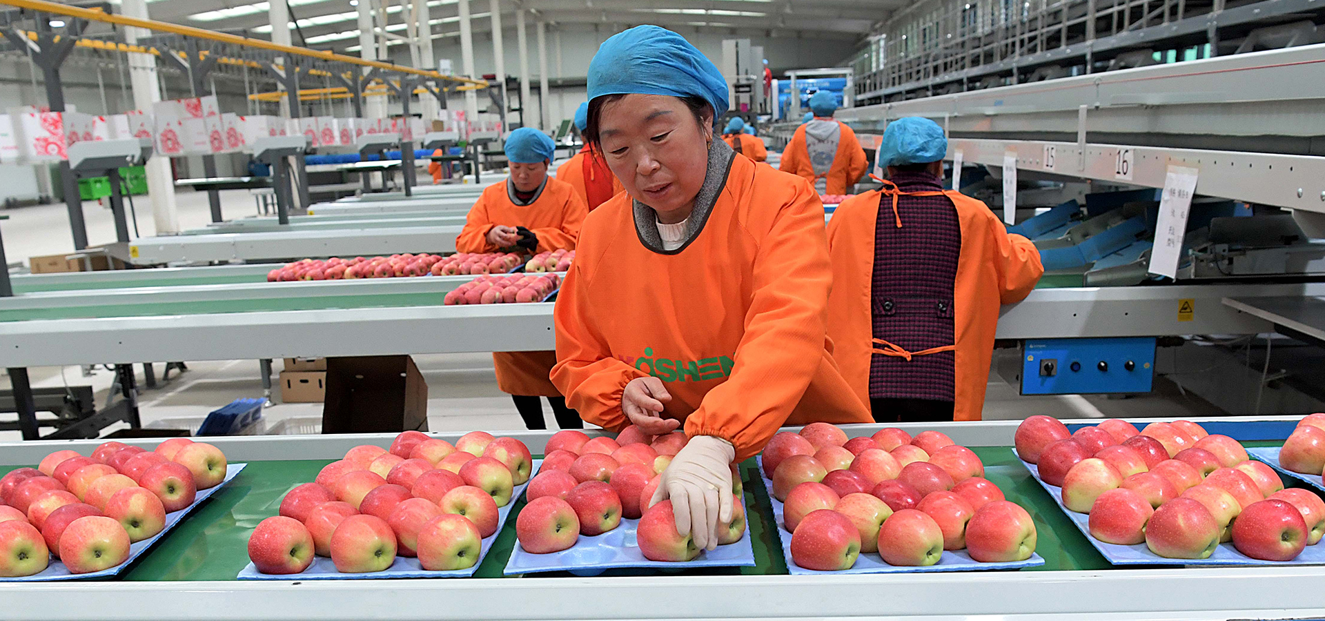 【高清图集】河南洛宁小苹果带动致富大产业