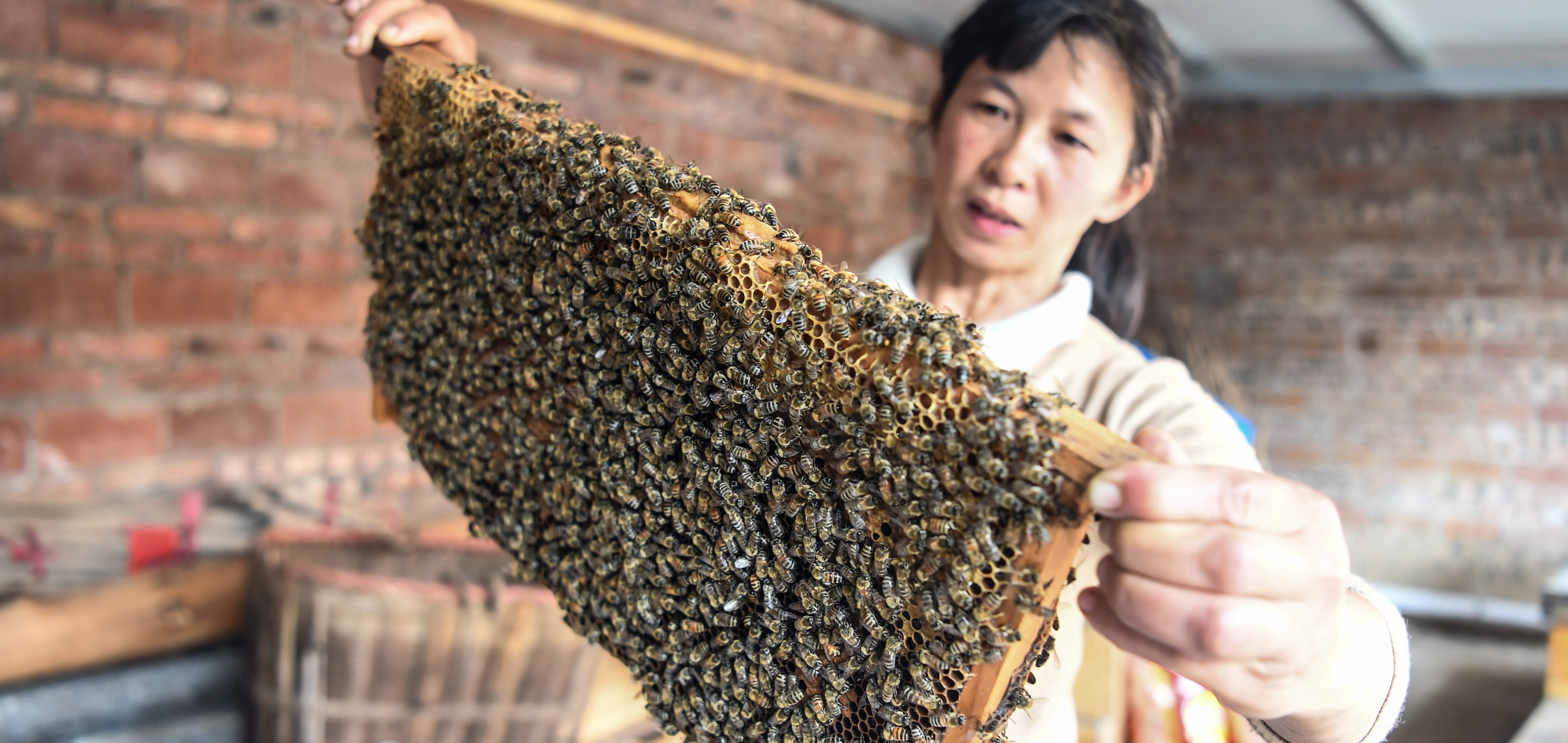 【圖集】葉德華：養蜂助脫貧