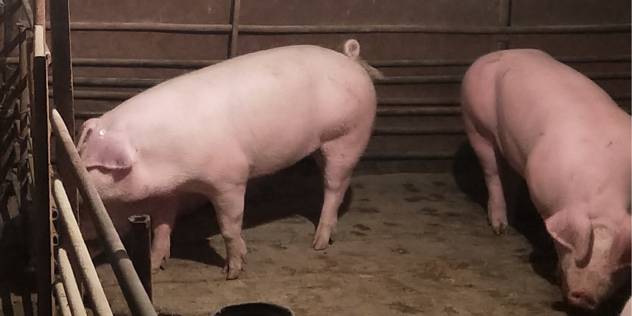 投放儲備肉保供應 豬肉價格連降兩周