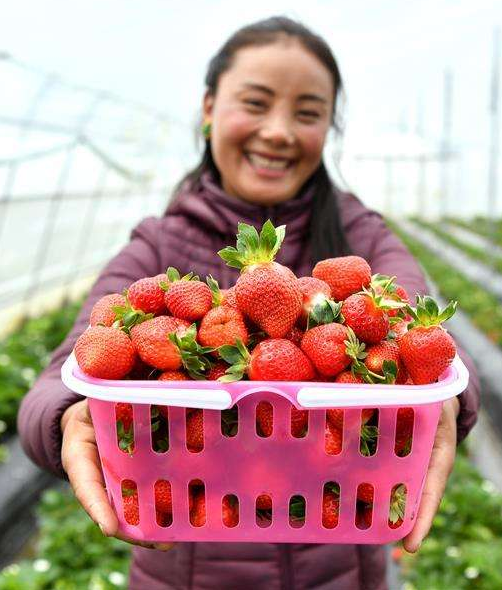 河北香河：冬季草莓誘賓客