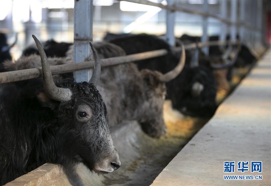 四川阿壩：牦牛産業富農家