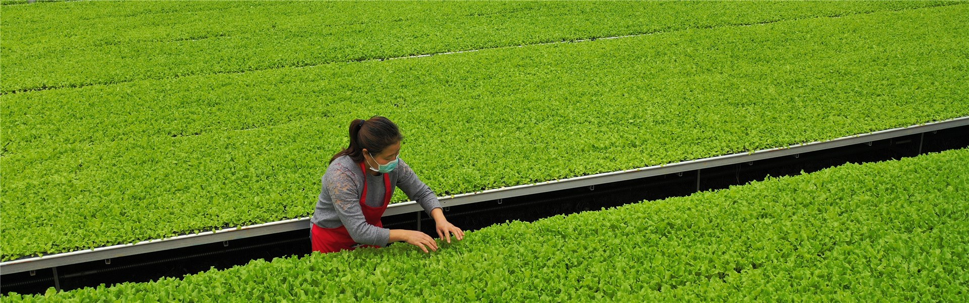 新疆：加快發展設施蔬菜保供應