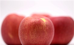 一日一苹果，医生远离我，如何正确认识苹果的营养价值？
