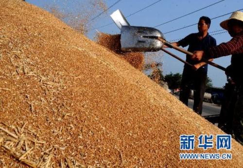 一农民种植了1小麦gdp_小麦为何会大片死亡,原来是因为这几点(2)