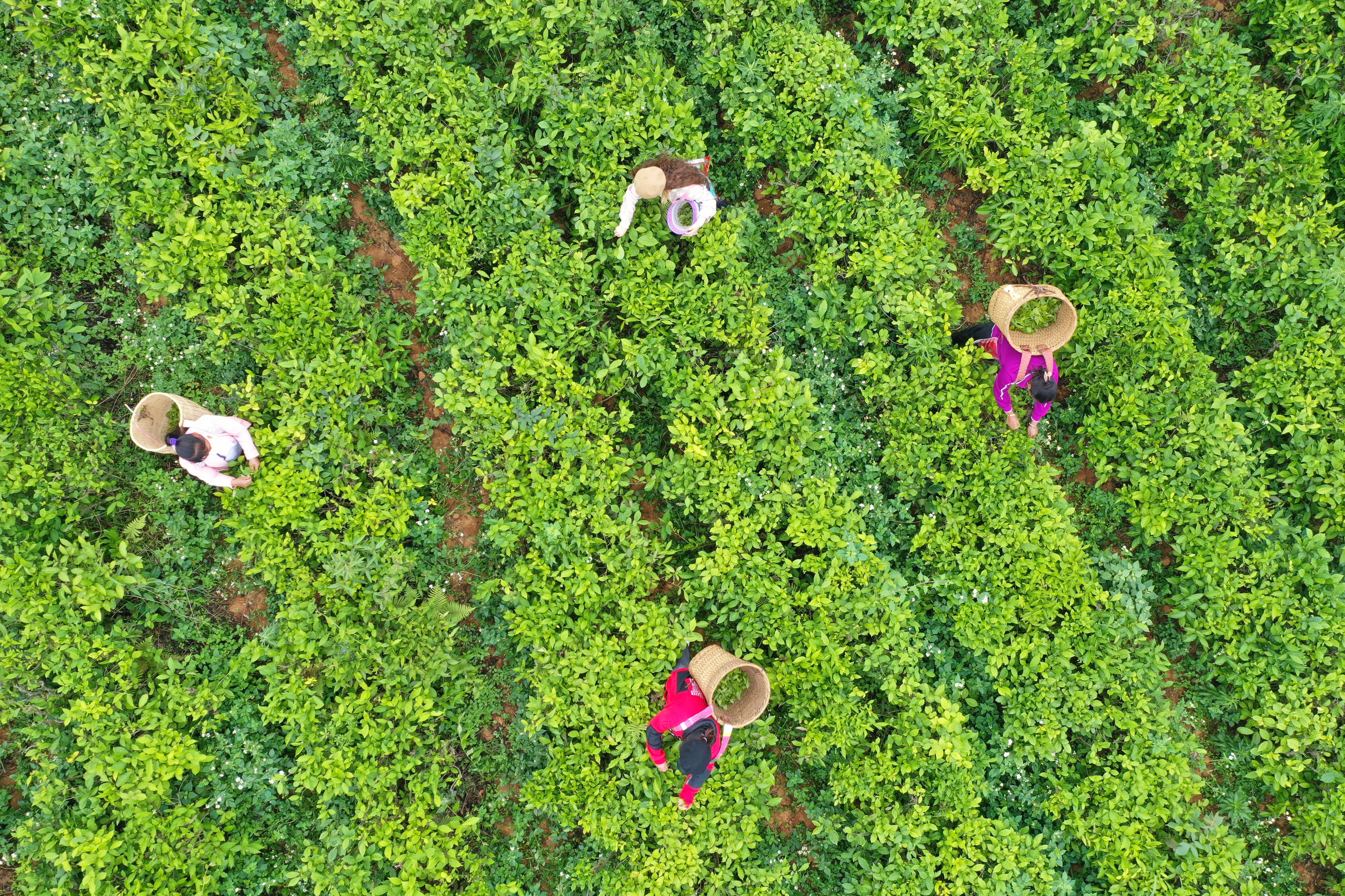 【图集】广西隆林：万亩茶园助脱贫