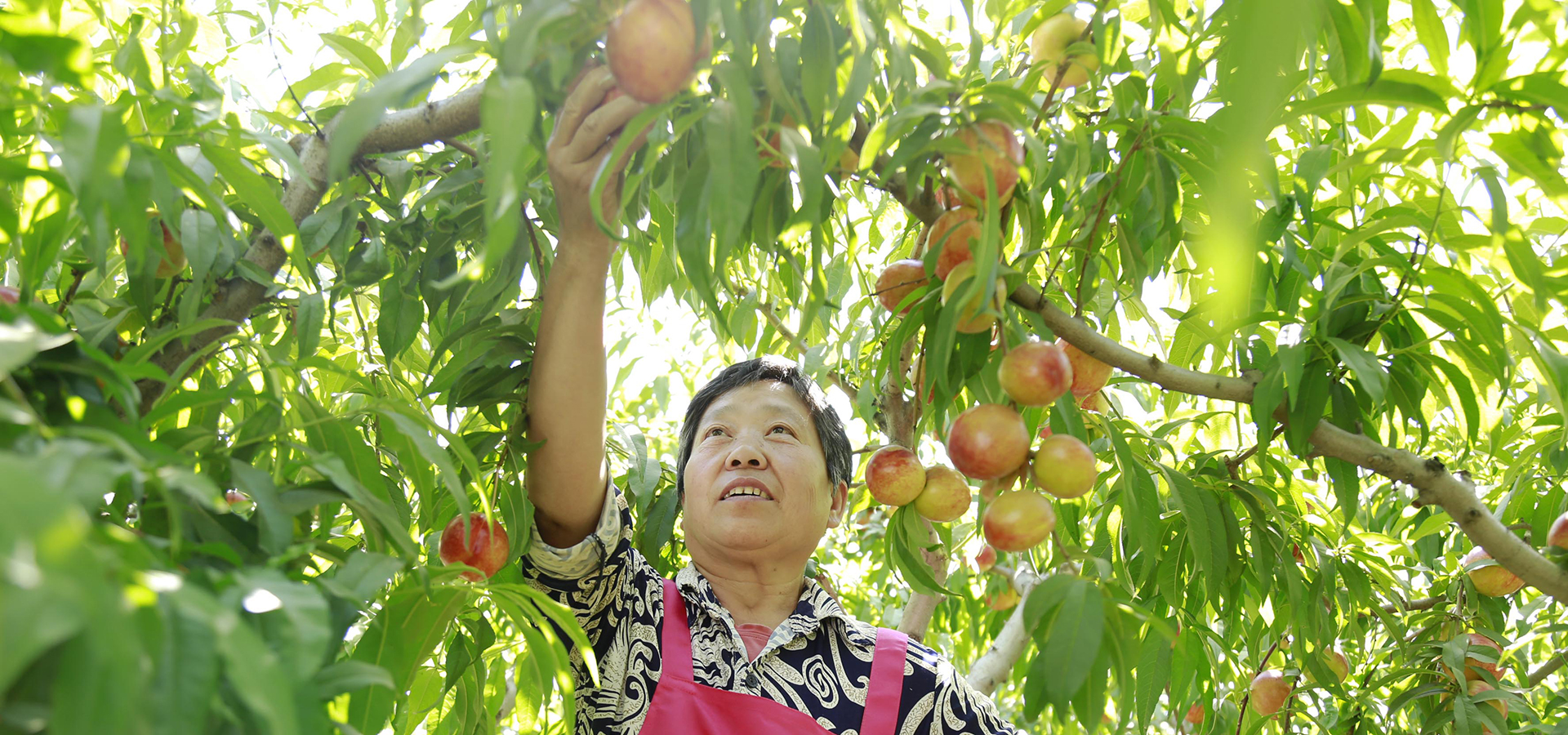 河北廣宗：特色農産品種植助農增收