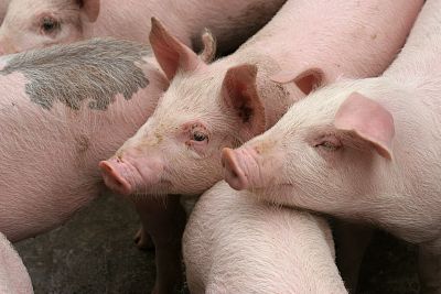 2025年生猪商场旺季不旺2026年走势剖析及上海稳妥新政影响！