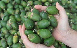 收购价涨至23元/斤，海南槟榔果成&ldquo;金果&rdquo; 专家探讨槟榔产业稳定持续发展