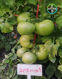 微生物菌剂卓润®中国上市