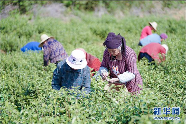专家学者纵论茶道：用科技、文化引领茶产业发展