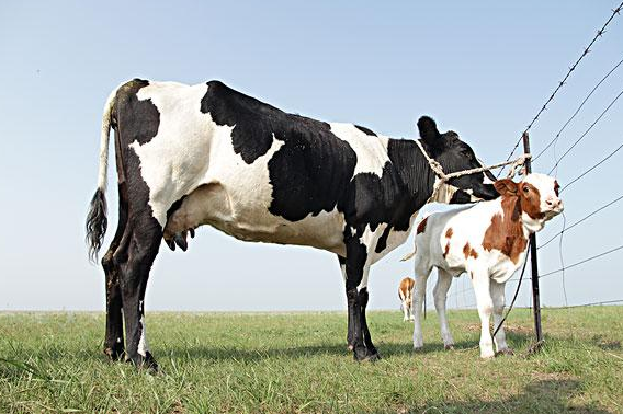 我国奶业全产业链素质稳步提升