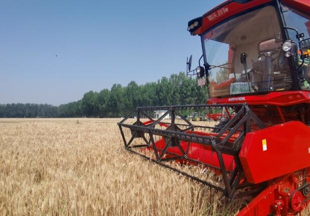 北京：小麥成熟開鐮歸倉 夏種夏管接續展開