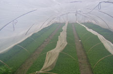 甜叶菊满足粮农组织/世界卫生组织的规范要求