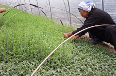 甜菊糖苷是安全的甜味剂