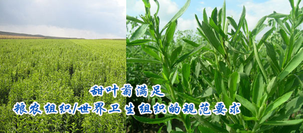 甜叶菊满足粮农组织/世界卫生组织的规范要求