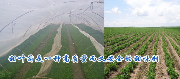 甜叶菊是一种高质量而又安全的甜味剂