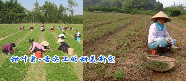 舌尖上的甜美新宠