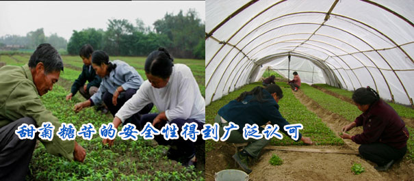 甜菊糖苷的安全性得到广泛认可