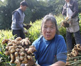 治病要治本 解决农产品“卖难”不能靠“救急”