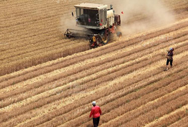 &ldquo;九连增&rdquo;后粮食如何再上新台阶？
