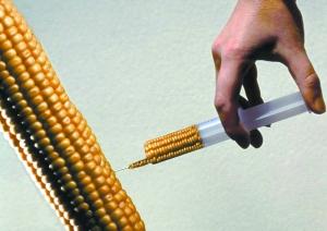 揭秘转基因的5个流言与真相