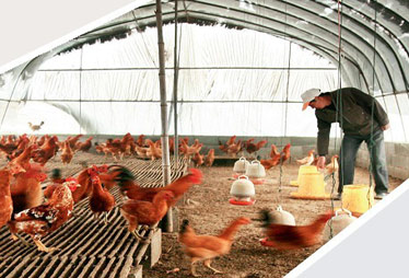 刘永好潘刚解读家庭农场模式:非养殖大户升级版