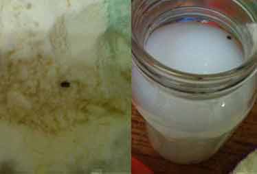 多美滋一包奶粉发现四只虫 客服称退货难度大