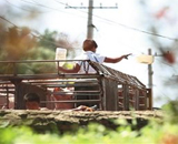 北京灌水猪流入肉联厂