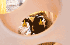 牛舍中正在晒太阳的牛犊