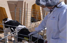 与饲养员亲近的小牛犊