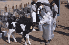 饲养员在用奶瓶给小牛喂奶