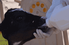 正在喝奶的小牛犊