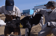 处于生产发育期的犊牛